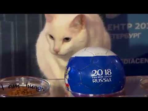 Video: Il Gatto Achille Si Prepara Ai Pronostici Per I Mondiali 2018