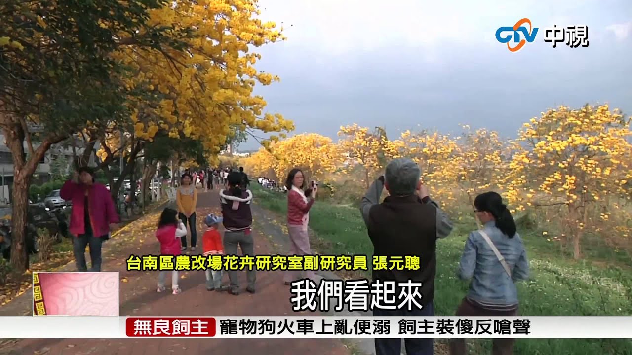 【中視新聞】乾旱溫差大?! 黃花風鈴木盛開絕美 20150305