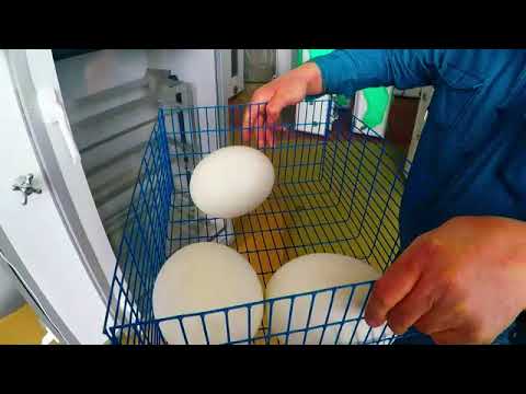Купить Гусиные Яйца Для Инкубатора