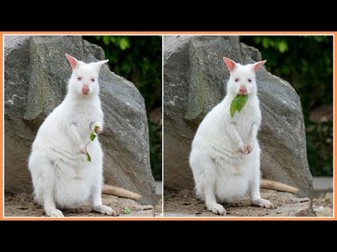 🦘🤍Albino Kangaroo | A Rare Beauty