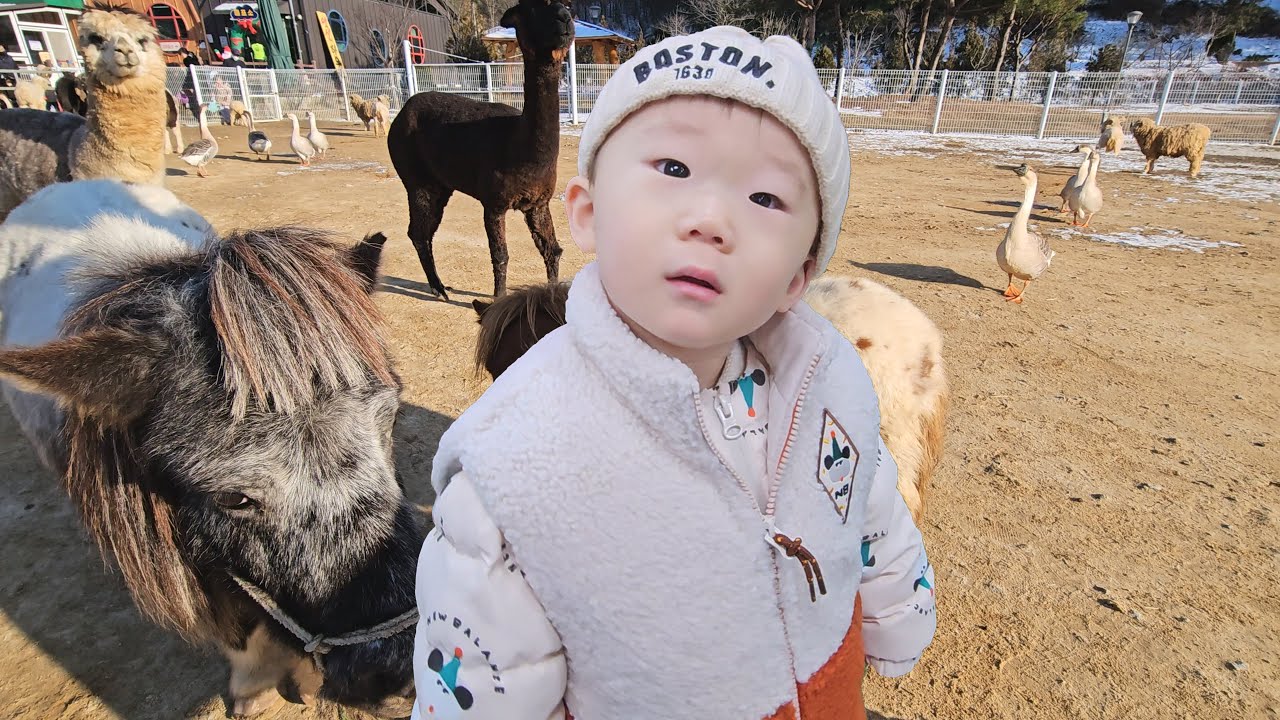 동물을 좋아하는 윤재랑 동물농장에 왔습니다 (익산액션하우스)(생후 21개월)