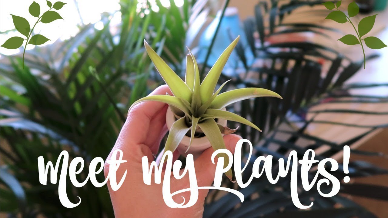 Meet My Plants! | February 2018 | HeatherStylesLife 