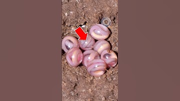 QUẢ TRỨNG KỲ LẠ NHẤT | 😨 (Bạn Biết Không) #fact #amazingfacts #thaukinhdongvat