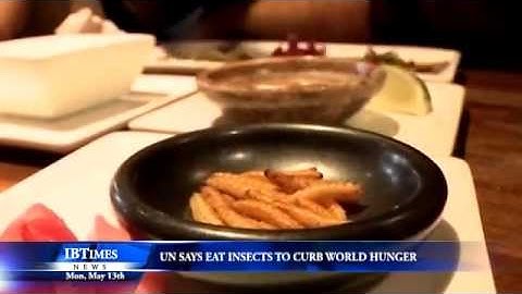 UN Says Eat Insects to Curb World Hunger