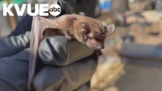 Bat in Cedar Park tests positive for rabies, marking 2nd rabid bat discovered in the last week