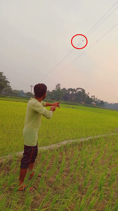 slingshot birds hunting