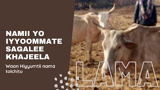 Boorana Namii Yo Hiyyoommate Maan Taha? Goroff Media