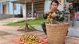 Go Harvest lychees to sell for extra income