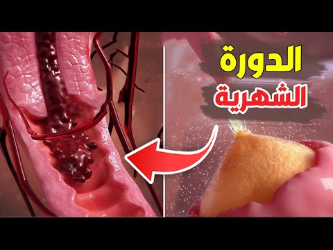 شاهد كيف تحدث الدورة الشهرية بالتفصيل Menstrual Cycle 