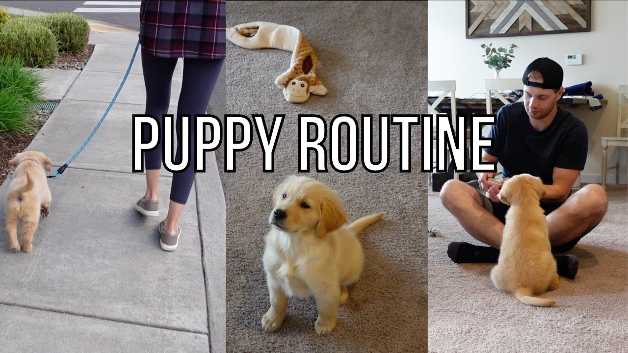 Puppy Evening Routine Raw Food Diet Golden Retriever Puppy YouTube