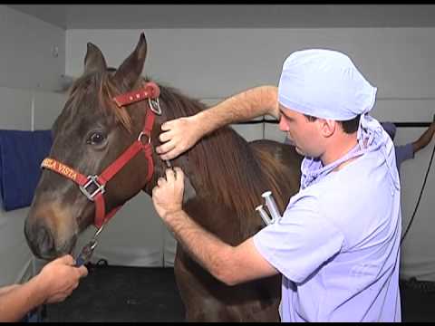 Vídeo: Estrangulamentos Em Cavalos - Infecção De Garganta Em Cavalos