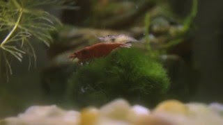 Pregnant Freshwater Shramp