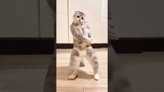  Dancing Cat Meme  Epic Funny Dance Moves  Viral Ai Cat  
