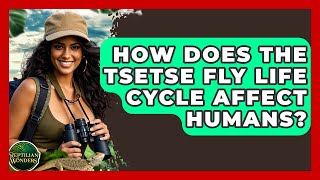 How Does The Tsetse Fly Life Cycle Affect Humans? - Reptilian Wonders