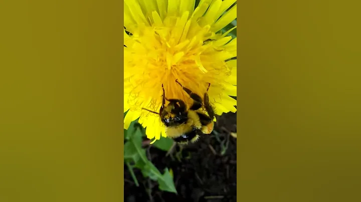 Bee munching lunch