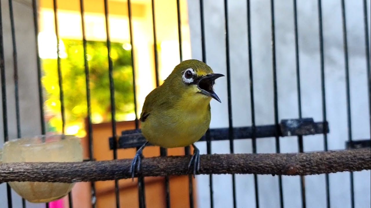 Pleci MACET dan KURANG NGALAS biasanya LANGSUNG NYAMBER dengan suara