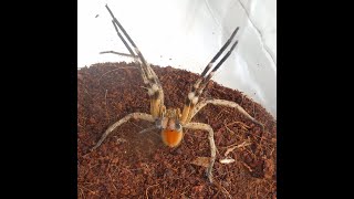 Extremely Aggressive ,Striking Out At Me