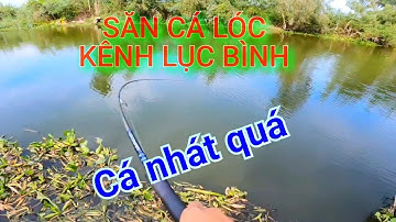 SĂN CÁ LÓC KÊNH LỤC BÌNH | CÂU CÁ NHÁT | CẦN THỦ LONG AN