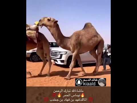 نوماس الحمر المالك فهد بن فهاد بن جخدب مشارك في فئة القعدان الحمر دق