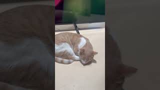 Random cat at a Samsung store #cat #catshorts #catvideos #samsung #samsungmobile #samsungelectronics