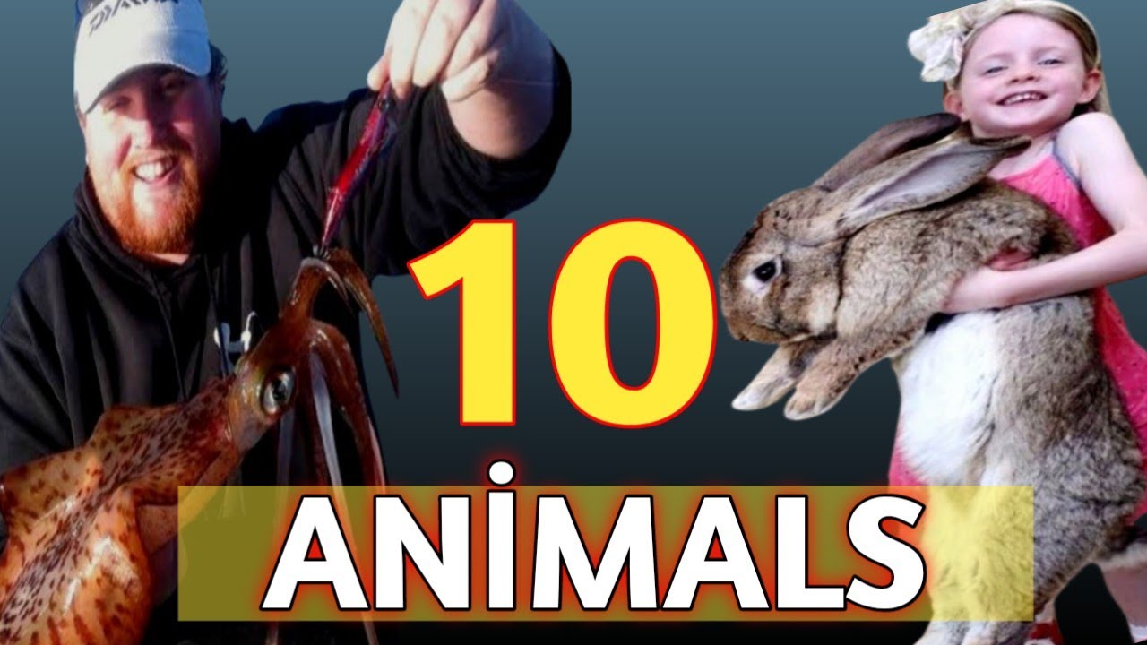 TOP TEN BIGGEST ANIMAL IN THE WORLD - YouTube
