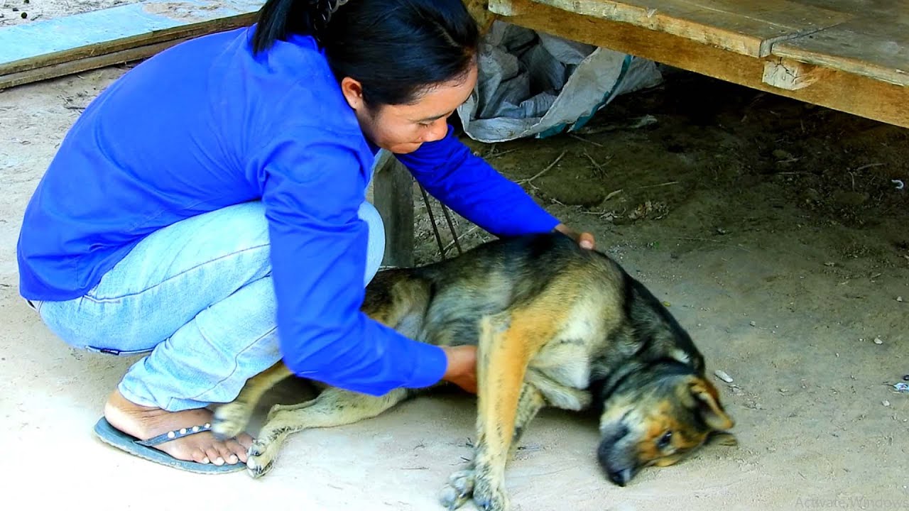 Street dog! Beautiful Girl Take Care dog At Home, How To Make dog Lay