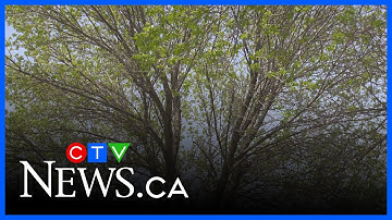 The state of Manitoba’s tree canopy
