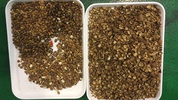 Optical Sorting Shell and  Nuts Separation  Infrared Sorter Machine
