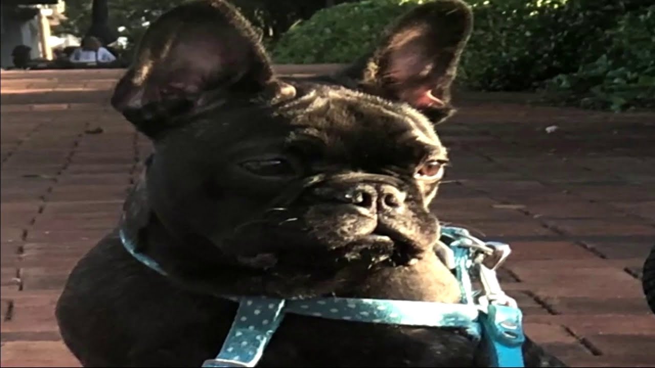 Dog stolen from hotel on Fort Lauderdale beach from family visiting