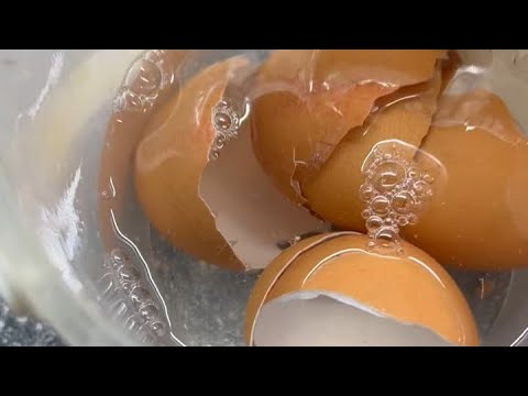 Chicken eggshells for plants - needs preparation