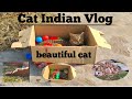 Cat work art boll fun violation97sss india village  viral cat india vlog fun happy funny