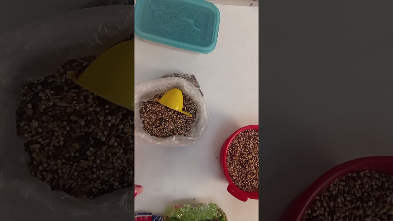 إسم الأكل المناسب للحسون في فصل الشتاء DIVINA WINTER