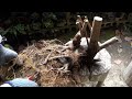 大物!ムラサキシキブの山採り ♯380