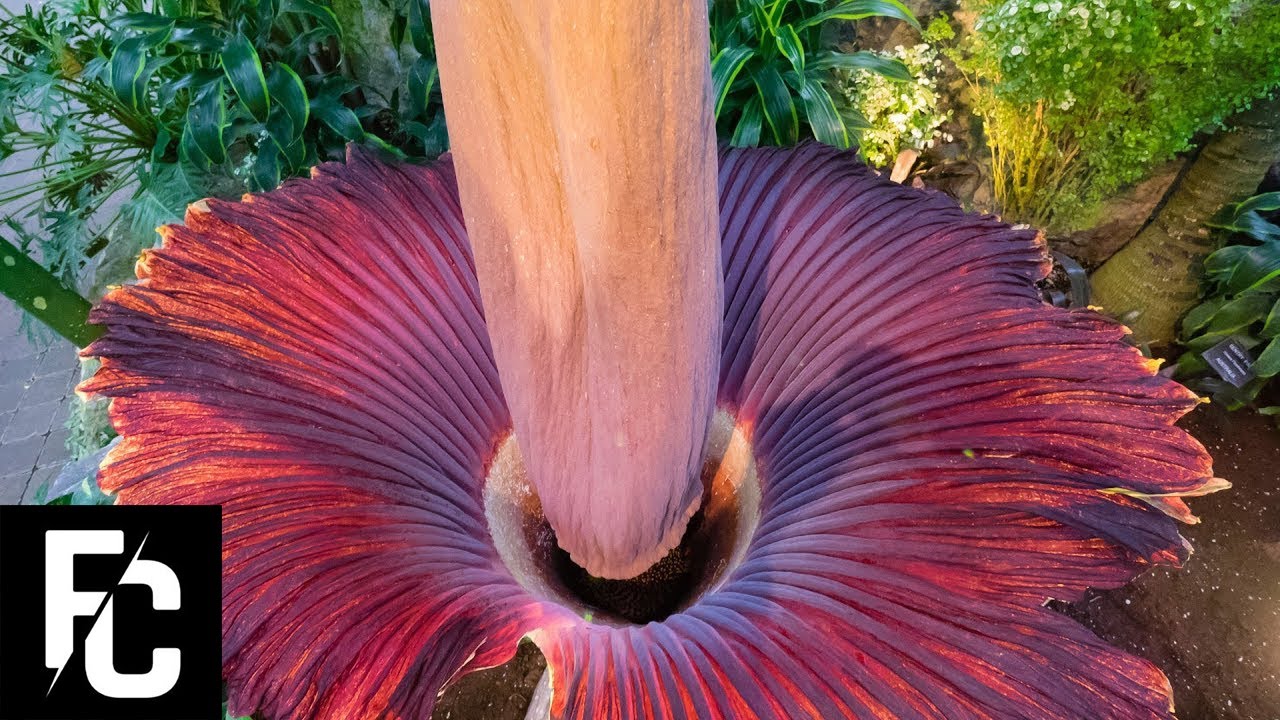 5 Most DISGUSTING Smells THE GROSSEST SMELLS IN THE WORLD FACT 5 Most DISGUSTING Smells THE GROSSEST SMELLS IN THE WORLD FACT