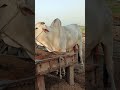 mashallah beautiful Sibi Bhagnari bull#viralvideo#viralshort #Sibibhagnari#unfrezzmyaccount#pakistan