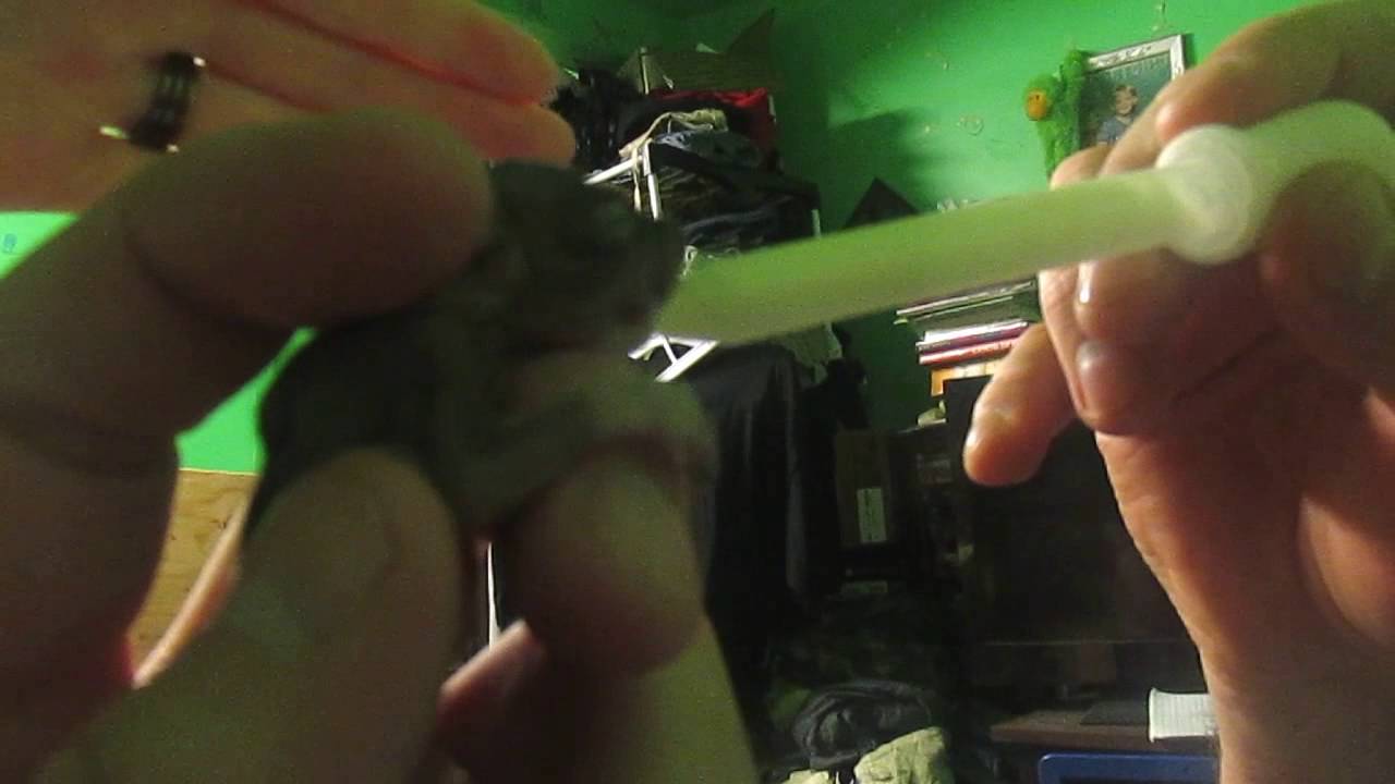 killed by death RAISEING A BABY SQURRIEL