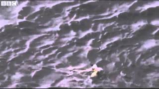 BBC News   Helicopter rescue for dog trapped in California river