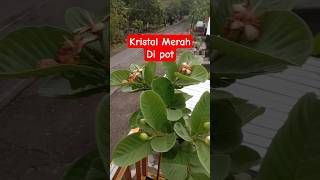 Tabuldanot Jambu Kristal sholawat buah fruit makanbuah viral bonsai reels tanaman berkebun