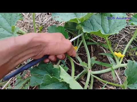 Tamang paraan ng pag pruning ng melon