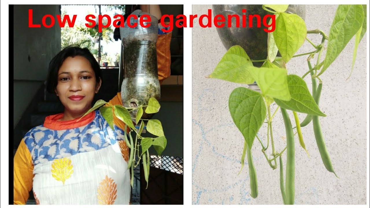 Best method to grow beans/ Upside down beans plant/Plastic bottle