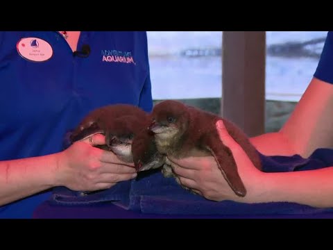 Penguin baby boom at Adventure Aquarium