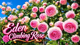 🔴 Eden Climbing Rose ~ Romantic Rose 🌹 