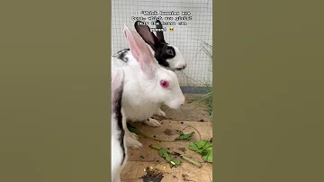 Boy Or Girl Guess The Bunny GuessTheGender Cutepets Cutebunny Rabbits Challenge 
