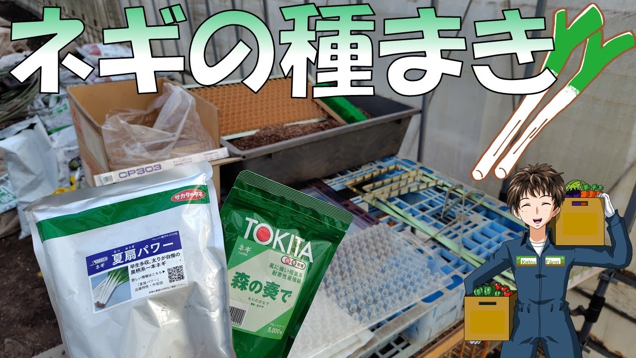 【ネギの種まき】今年は2品種作ります。44,000粒くらい蒔きます。