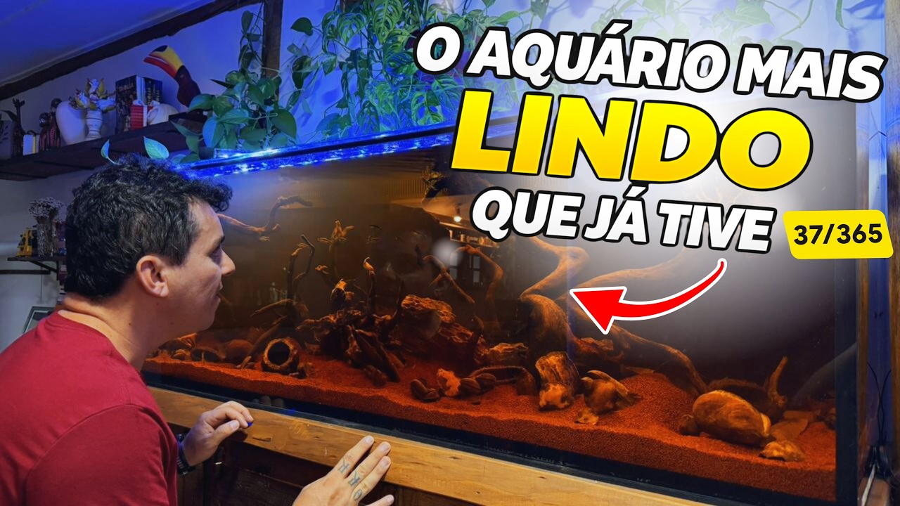 3 NOVOS CARDUMES NO NOSSO AQUÁRIO BOTÂNICO 600L, AGORA VIROU UM SHOW!