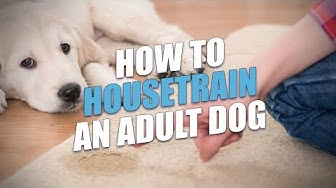 How to Housetrain An Adult Dog (Easy Housebreaking Method)