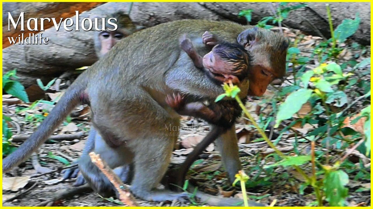 Let's go...! Lovely Jonna always gives cuddles to confidently​ to Jiva, while Jazzy gives freedom