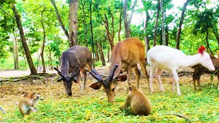 Forest Animals Family  Primate  Cute White Sambar Deer