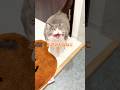 疲れた日ほど沁みる、まるパワー🐯◎！#猫 #猫のいる暮らし #お出迎え猫