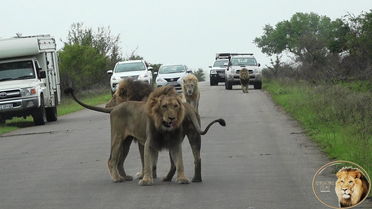 A Beautiful Reunion - Casper The White Lion And All His Brothers